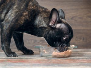狗吃着地上碗里的狗粮