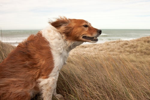 海滩上的狗在风中
