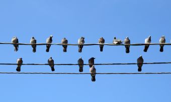 鸟在电线