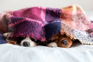 狗在毯子下