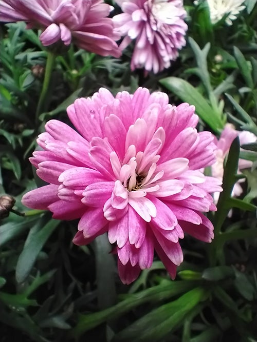 粉色花宏观照片拍摄于诺基亚5.3