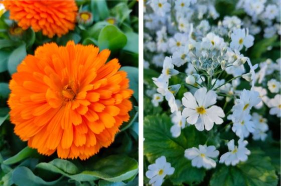 特写镜头的照片,橙色和白色的花朵
