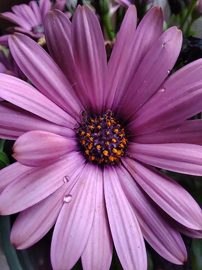 紫色花的微距照片