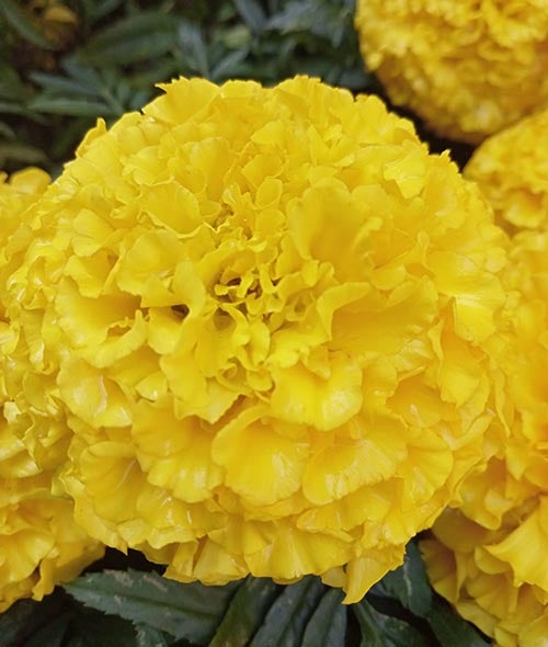 黄色花朵的特写照片