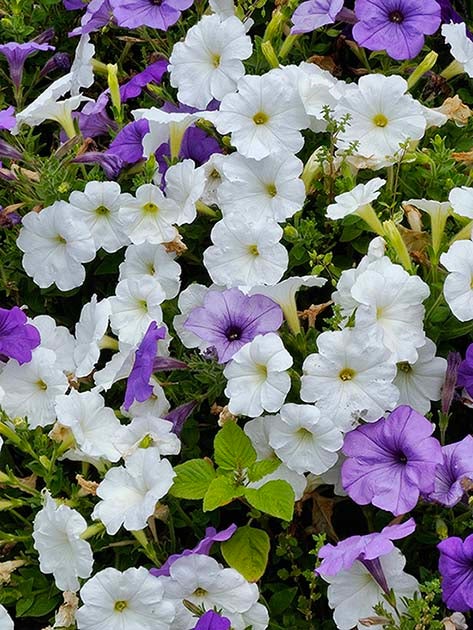 白色和紫色花朵的特写镜头