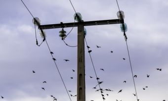 根电线杆和电线与鸟类在飞行的背景