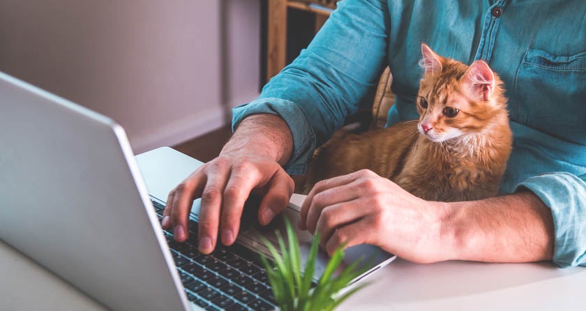 人使用笔记本电脑和猫