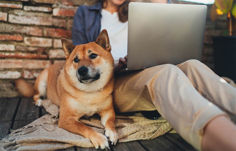 日本柴犬狗旁边的女人使用笔记本电脑