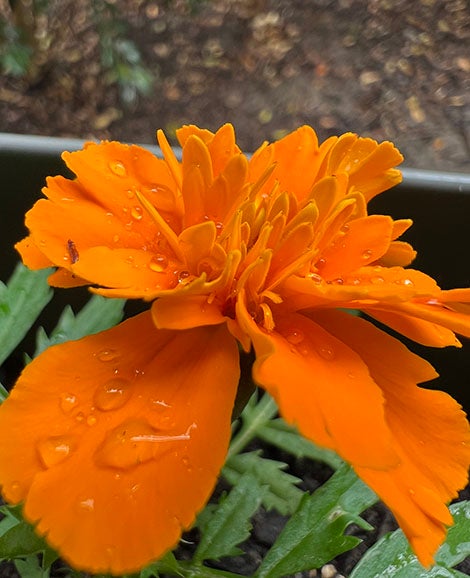 宏观的橙色万寿菊鲜花