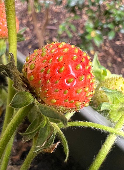 宏草莓种植植物的照片