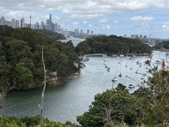 悉尼格林威治的海湾和丛林景观