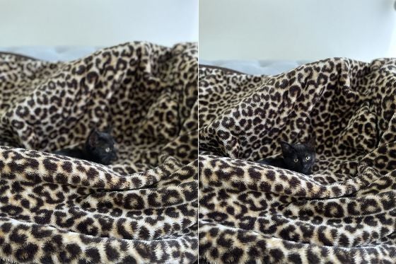 两张黑猫披着豹纹毯子的照片