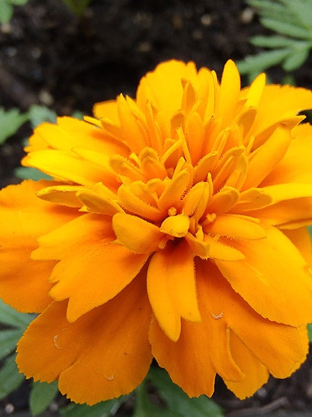 微距照片的橙色金盏花