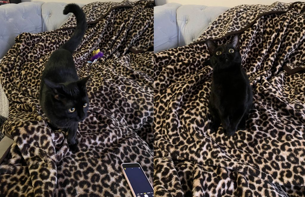 两张并排的黑猫在豹纹毯子上的照片