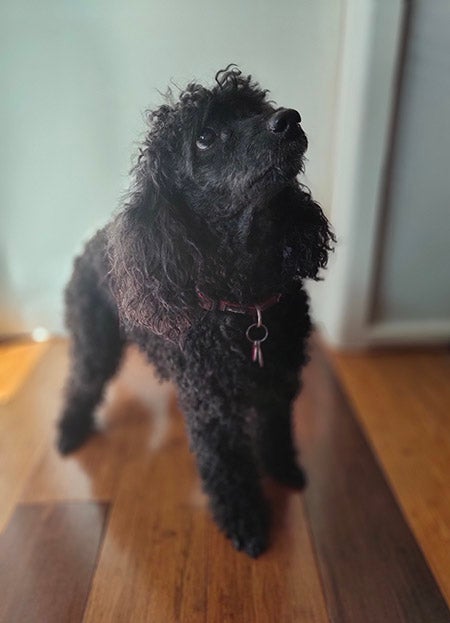 黑色狗的肖像照片