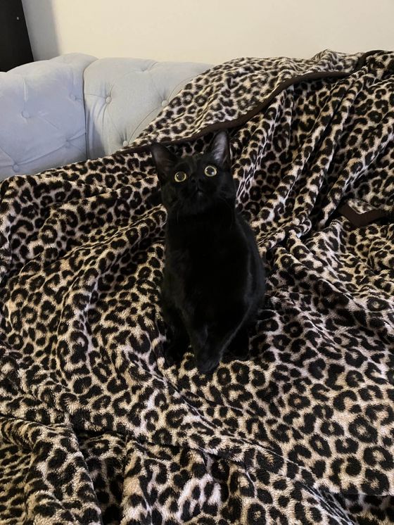 豹纹毛毯上的黑猫