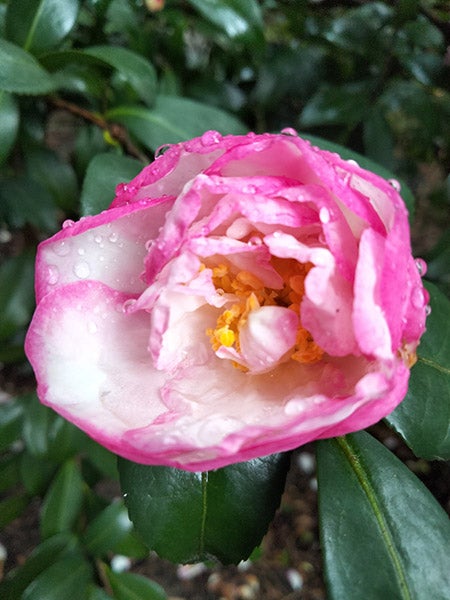 粉红色花朵的特写照片