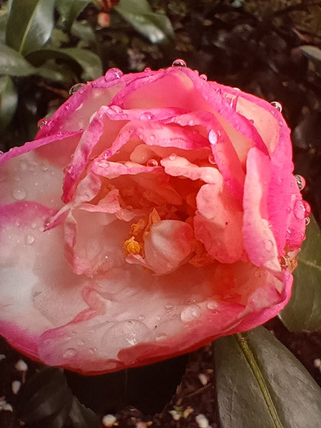 特写微距照片的粉红色花与雨滴