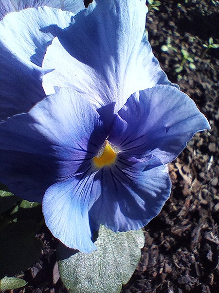 微距照片的紫色三色堇花