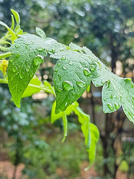 用诺基亚G60拍摄的树叶上雨滴的特写照片