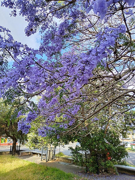 用诺基亚G60手机拍摄的蓝花楹树照片