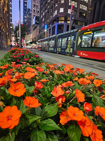 悉尼市区的花卉照片