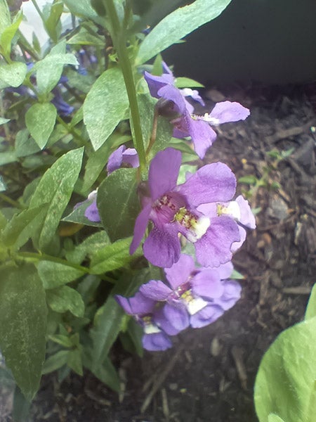 紫色花的特写照片