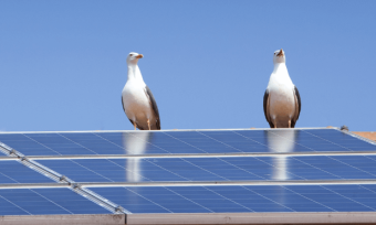 两只海鸥坐在屋顶的太阳能电池板上。