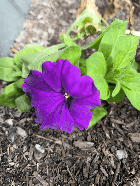 紫色的花的特写照片