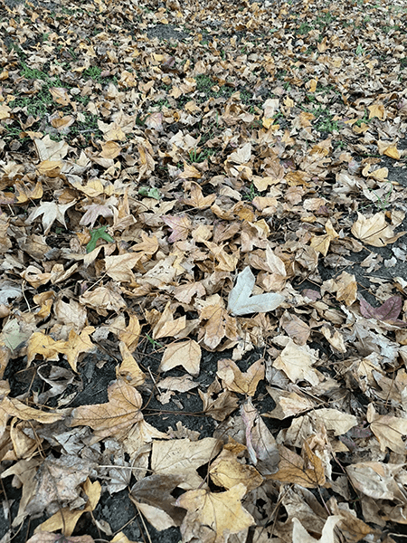 秋叶在地面的照片