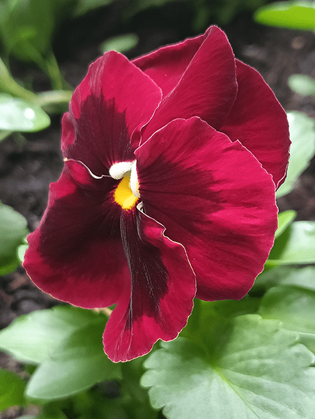 红色三色堇花的特写照片